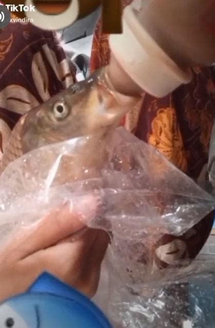 | nih yg minta ikan dalam freezer the real edo tensei #sains #viral #fyp #fypシ゚viral #berandafyp #fypシ #fypp #fypppppppppppppp Viral Video TikTok Wanita Beri Susu pada Ikan, Akui Hanya ...
