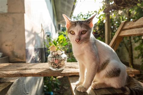 Auch wenn du mehrere katzen hältst und sie untereinander spielen, wollen deine katzen von dir beschäftigt werden. Ernste Katze, Katze Zu Hause, Stolze Katze, Lustige Katze ...