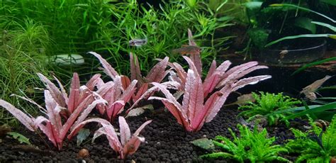 Cryptocoryne wendtii is a plant that is native to the island nation of sri lanka. Cryptocoryne wendtii 'Pink Panther' RARYTAS różowa ...