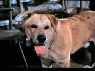 Charlie and dan have been best friends and business partners for thirty years; Old Yeller GIFs - Find & Share on GIPHY