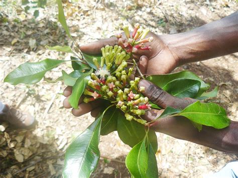 Cloves, Clove Oil, and Eugenol: Culinary and Medicinal Uses - RemedyGrove