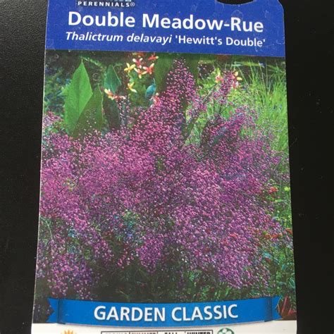 Tiff, andrew hewitt, composer, the double, the sea. Thalictrum delavayi 'Hewitts Double', Chinese Meadow Rue ...