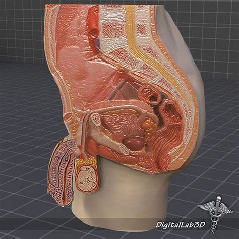 Abdomen female real human anatomy. 3D model Male Pelvis | CGTrader