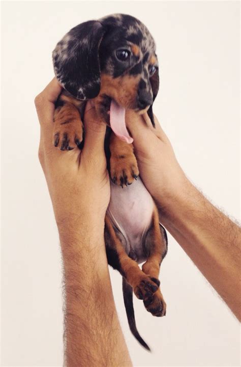 In this guide we'll look at the pros and cons of having an adorable in order to get dapple dachshund puppies, one parent must have the dapple pattern. Mini dapple dachshund puppy From your friends at phoenix ...