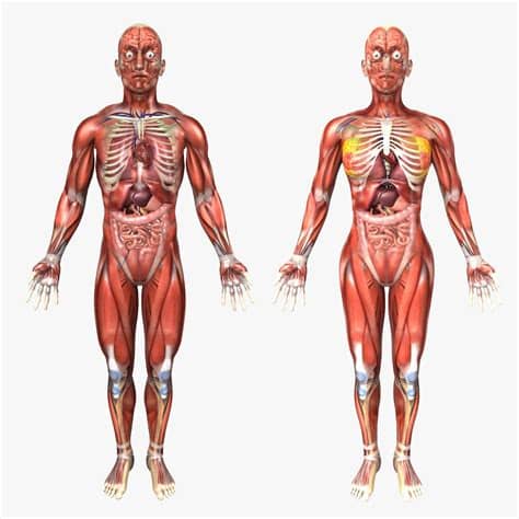 Learn more about human body for a better the female reproductive system consists of the ovaries. Human Male and Female Anatomy 3D model | CGTrader