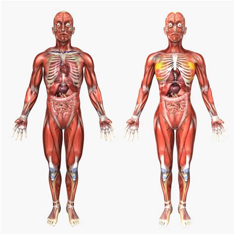 The human body contains five organs that are considered vital for survival. Human Male and Female Anatomy 3D model | CGTrader
