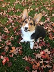 However, the price can be as high as $2,000 with prized bloodlines. View Ad: Pembroke Welsh Corgi Litter of Puppies for Sale ...
