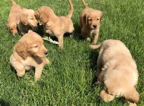 We did not find results for: Golden Retriever puppy dog for sale in Chesterfield, Michigan