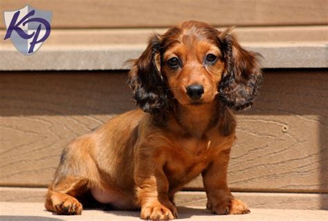 Find local dachshund puppies for sale and dogs for adoption near you. Dachshund Puppies For Adoption In Pa