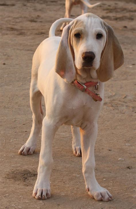 Curious basset hound lying down. Pin by Lisa Ford on I Love Hound Dogs | Big dogs, Dog ...