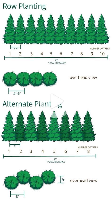 Green giant arborvitae is one of the best trees to choose if you are trying to create privacy. Samsung Galaxy A51 Price in Tanzania in 2020 | Thuja green ...