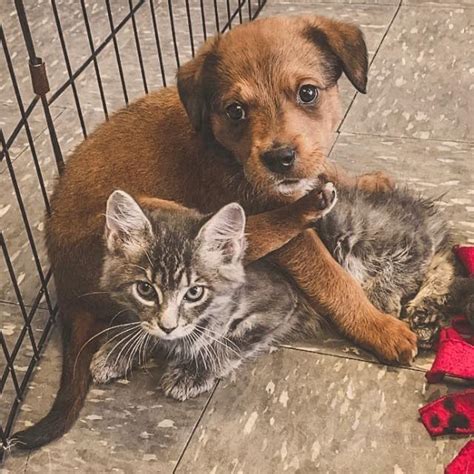 Love at first sight (imgur.com). Early in February Nashville Humane... - Nashville Humane ...