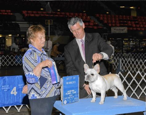 Visit our colors and patterns blog to decide on the perfect frenchie. Male French Bulldog Breeders in Texas - Male Frenchies ...