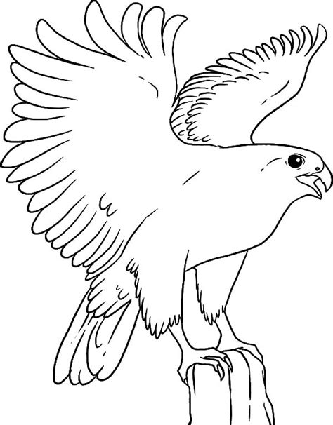 Free printable falcon coloring pages. Falcon Bird Landing Coloring Pages - NetArt