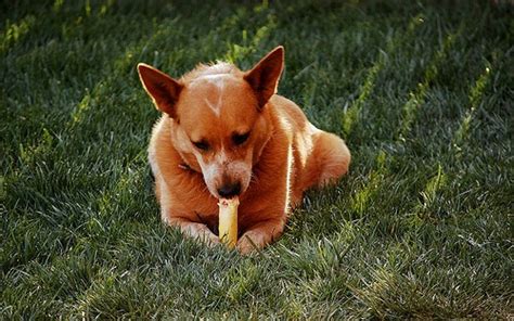 Dogs with diabetes need to have insulin therapy for life. Top Pet Behavior Myths - Chagrin Falls Veterinary Center ...