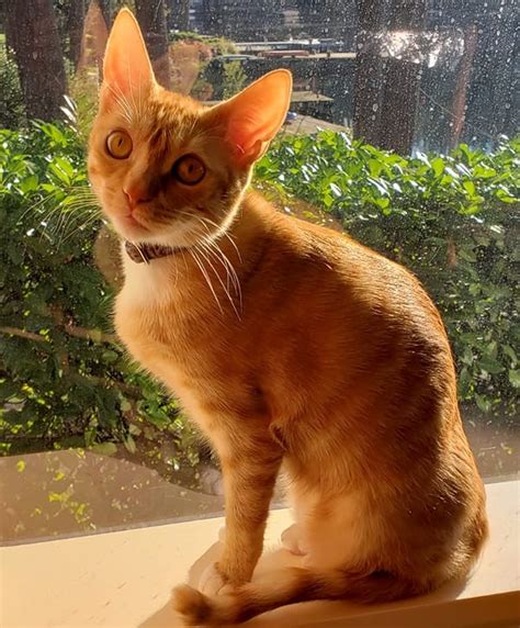 Giving Tuesday - MEOW Cat Rescue