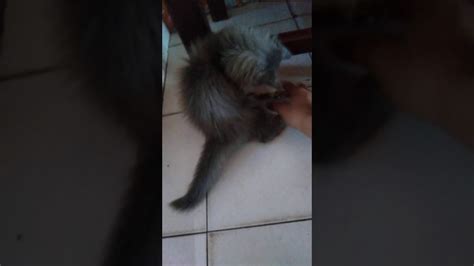 10 foto anak kucing lucu dan imut imut. Anak kucing lucu... - YouTube