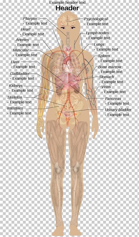 Our labeled diagrams and quizzes on the female reproductive system are the best place to start. Diagram Of Human Body - Human Anatomy