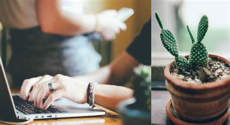 Ésta práctica considera que ubicar los cactus en los lugares correctos evitan el. Significado De Los Cactus En EL Hogar 【SEGÚN FENG SHUI】