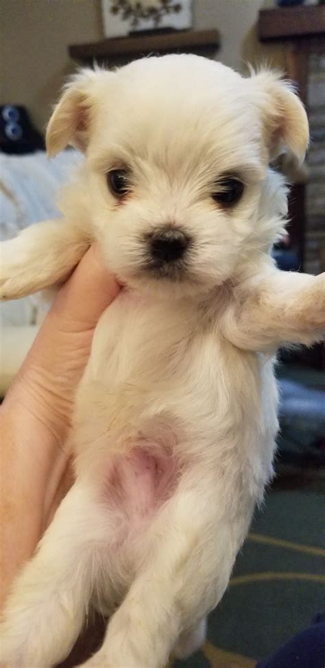 The following 13 files are in this category, out of 13 total. Maltese Puppies For Sale | Collinsville, IL #313088