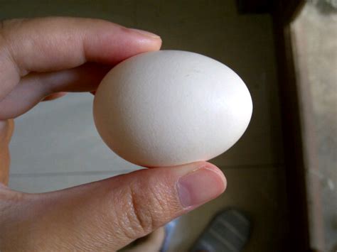 Maybe you would like to learn more about one of these? GINI NIIH CARA MEMBEDAKAN TELUR JANTAN DAN BETINA - Sains ...