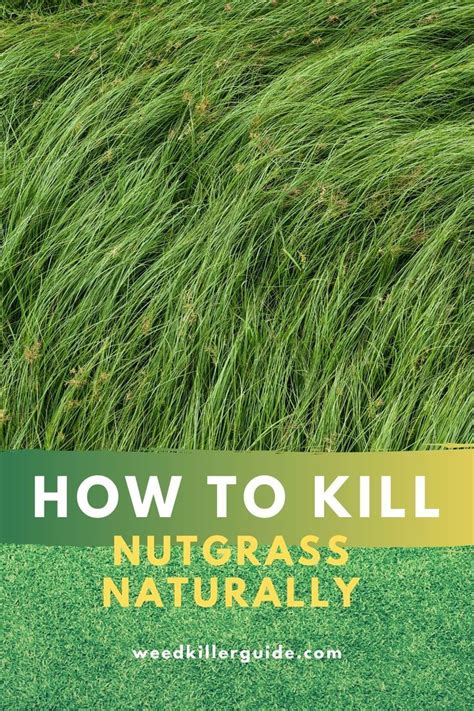 Maybe instead of crying about how this plant ruined your life and saying how horrible it is, lets try to see the good nutsedge may be attractive to wildlife, but it is nearly impossible to get rid of in your garden. Pin on My garden