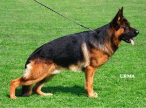 If you love the breed, as i do, then you'll appreciate the care and. German Shepherd Sires|German Shepherd Studs| Haus Brezel ...