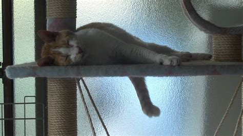 尻尾の先端だけを振る猫 A cat wagging only the end of his tail - YouTube