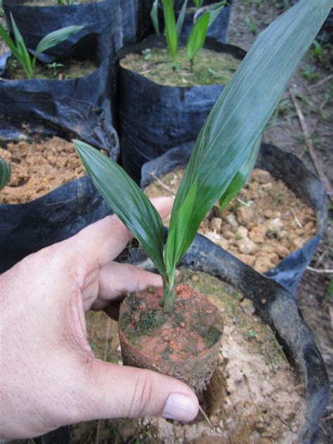 When the oil palms are big enough, they are planted out in the palm grove. Oil Palm Smallholder Secret of Success: 3 Months Nursery ...