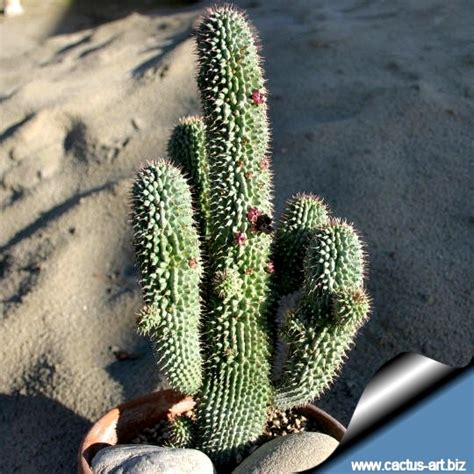 If you took a cutting, waiting gives the cactus time to heal so it doesn't. Trichocaulon sp. (aff. flavum)