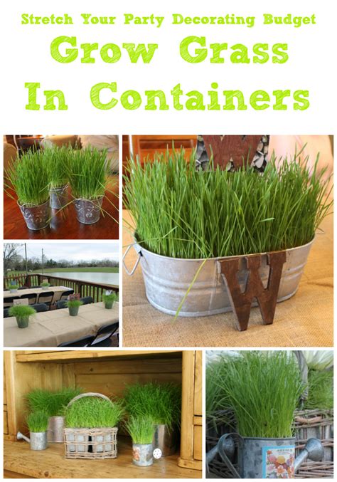 Growing & Using Real Grass in Decorating | Miss Kopy Kat