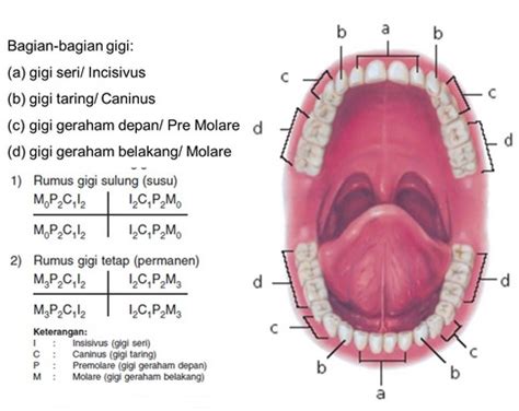 Gigi primer memiliki komponen yang sama, tetapi. Struktur dan Fungsi Gigi - Info Pendidikan dan Biologi