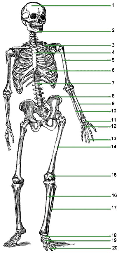 All our online worksheets & quizzes are now downloadable & printable. The human skeletal system worksheet - timeless-miracle.com