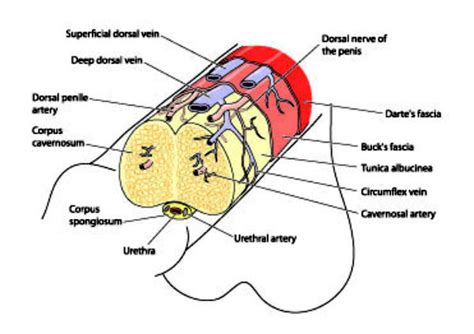 In cases of penile cancer detected at an early stage, cure is sometimes achieved by a partial penectomy that preserves a penile stump adequate for sexual activity and urination. Everything You Should Know to Prevent The Penile Cancer ...