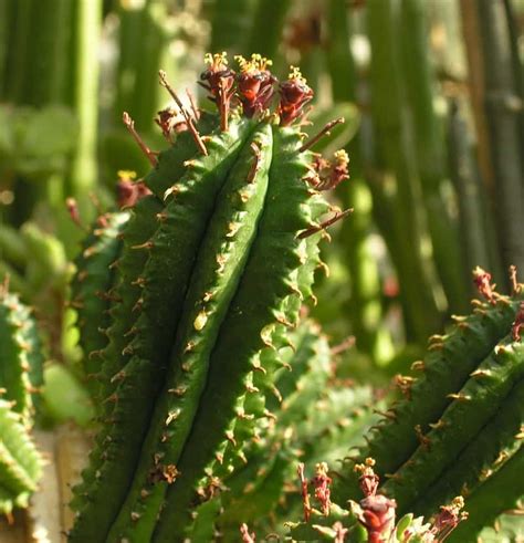 .defining the context for the barrel cactus, encouraging students to recognize that visual features of a cactus are actually adaptations to survival. Euphorbia cereiformis "Milk Barrel Cactus" - The Tilth