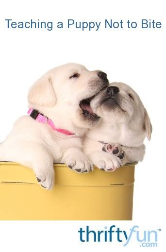 Teaching a Puppy Not to Bite | ThriftyFun