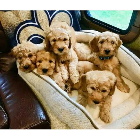 They are a cross between a golden retriever & a poodle. 2 F1 mini goldendoodle puppies for sale in Lakeland ...