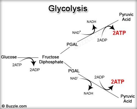 Atp synthase and its role in mitochondria during respiration and chloroplasts during photosynthesis. All You Need to Know About Photosynthesis and Cellular Respiration - Biology Wise