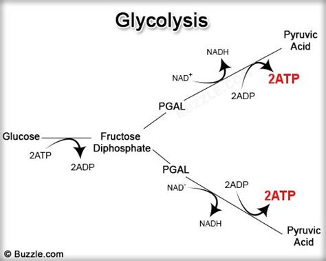 The light energy is no longer consumed and. All You Need to Know About Photosynthesis and Cellular Respiration - Biology Wise