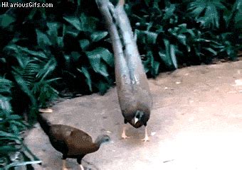 The best colection of animals mating. Pick a card… any card… | HilariousGifs.com