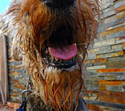 Ruby the Airedale: Happy National Slobber Day!