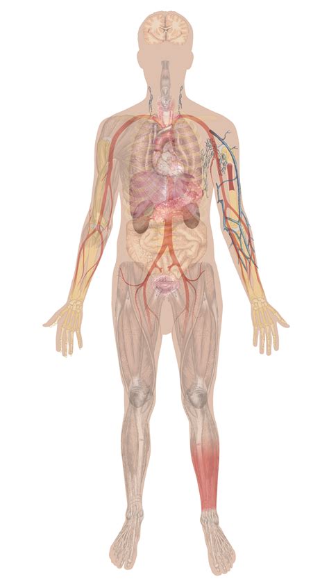 Your abdomen is the middle part of the front of your body, between your chest area and your pelvis. Why It Matters: Overview of Body Systems | Biology for Non ...