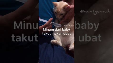 Minum air kelapa akan mempercepatkan kelahiran bayi hingga kini belum ada bukti saintifik berkenaan dakwaan ini. MintGemuk minum air kelapa - YouTube