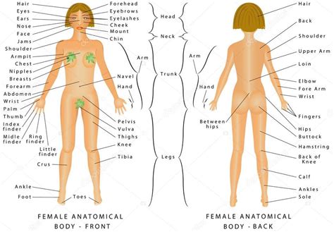 That's part of what makes each of us unique. Illustrazione: sul corpo femminile | Regioni del corpo ...