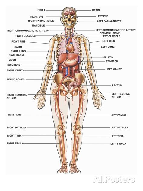 Review body parts and numbers. Human Body Picture With Organs