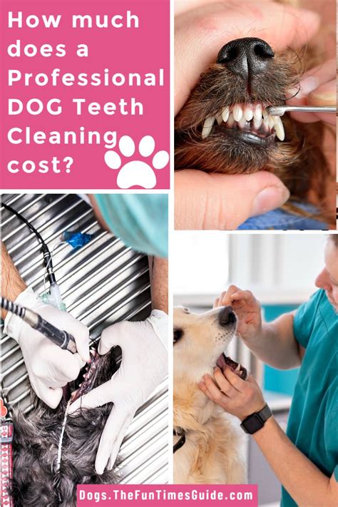 And how much will it cost to get the the average cost of getting your dog's teeth cleaned is $200 for a standard cleaning. Dog Teeth Brushing Tips: See Exactly How To Brush Your Dog ...
