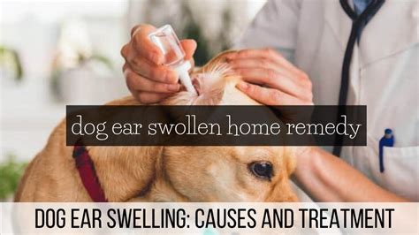 Your dog will rub its ear because it is in pain. Dog ear swollen home remedy | Dog Ear Swelling: Causes and ...