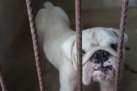 male english bulldog stud mating SERVICES from Negeri ...