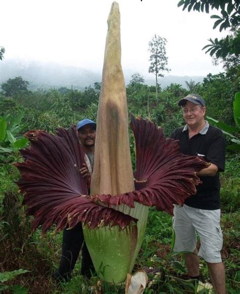 Check spelling or type a new query. The Amorphopallus Titanium is one of the largest flowers ...