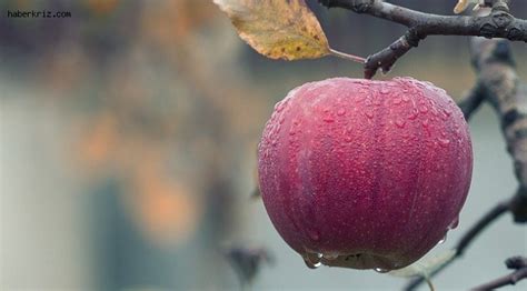 rüyada elma yemek anlamı nedir